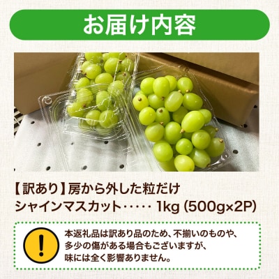 【26年9月～】【訳あり】 房から外した粒だけシャインマスカット1kg|24_tvf-030101
