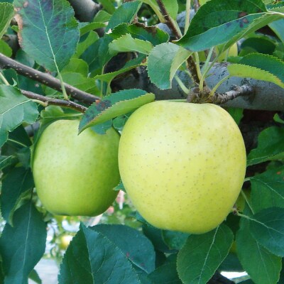 プレミアムストレートりんごジュース【林檎王国】1000ml×6本|24_cam-020601