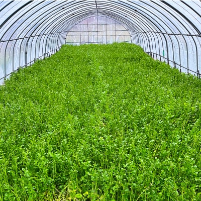 野菜 一町田せり 約520g(約130g×4束)せり 七草|24_ism-010401