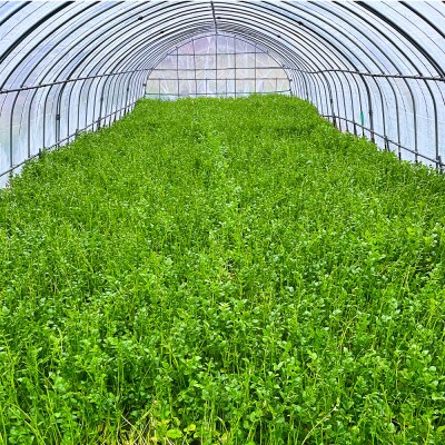 【26年11月～発送】野菜 一町田せり 約520g せり 七草 先行受付|24_ism-010401
