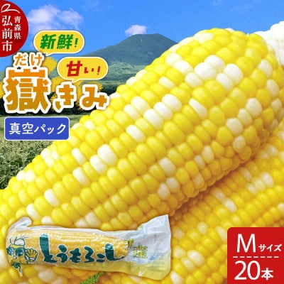 【26年10月中旬～発送】嶽きみ真空パック Mサイズ 20本|24_skl-012001c