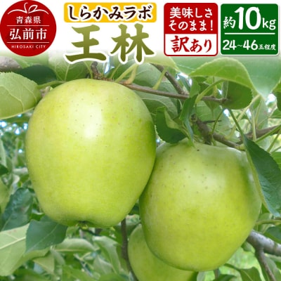 りんご 【26年12月中旬～発送】王林【訳あり】約10kg 先行受付|24_skl-061001