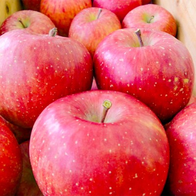 りんご サンふじ【訳あり】約5kg|24_skl-080501