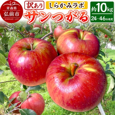 【26年9月クール便発送】りんご サンつがる【訳あり】約10kg|24_skl-031001