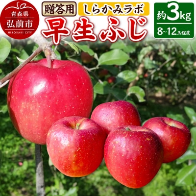 りんご [26年10月発送]早生ふじ[贈答用]約3kg 先行受付|24_skl-040301