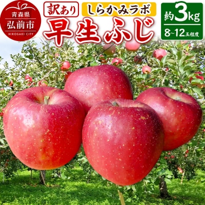 りんご [26年10月発送]早生ふじ[訳あり]約3kg 先行受付|24_skl-050301