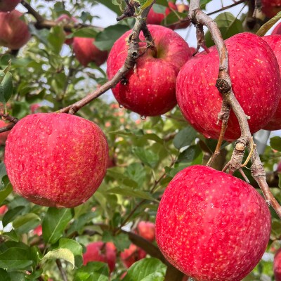 りんご サンふじ 家庭用 約10kg【弘前市産・青森りんご】|24_gnz-031001