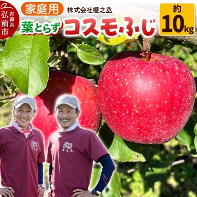 りんご コスモふじ【家庭用】約10kg 權之丞 葉とらず 青森りんご|24_gnz-041001