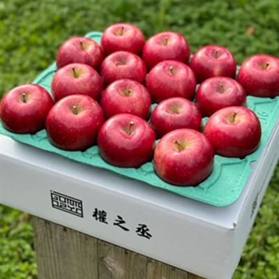 りんご コスモふじ 贈答用 約5kg【弘前市産・青森りんご】|24_gnz-120501