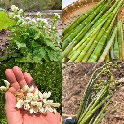 宿泊 民泊アジール 山菜収穫体験&1泊宿泊サービス ペアプラン|24_asy-020201