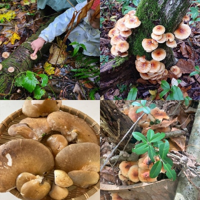 宿泊 民泊アジール きのこ収穫体験&1泊宿泊サービス ペアプラン|24_asy-030201