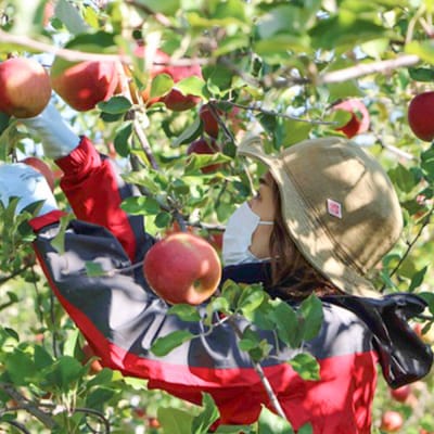 無添加 りんごジュース 4種詰め合わせ 1L×6本 JA相馬村|24_snk-100101