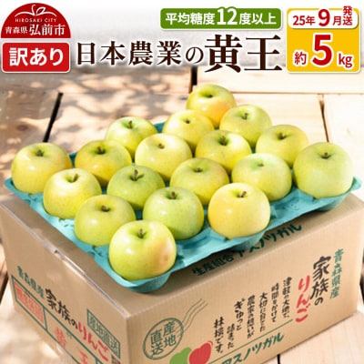 りんご 【9月出荷】 黄王 約5kg 訳あり|24_nng-030501ad