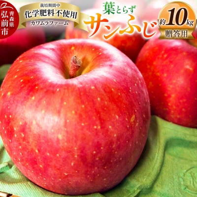 りんご 葉とらず サンふじ 約10kg カワムラファーム 贈答用 青森|24_kmf-021001