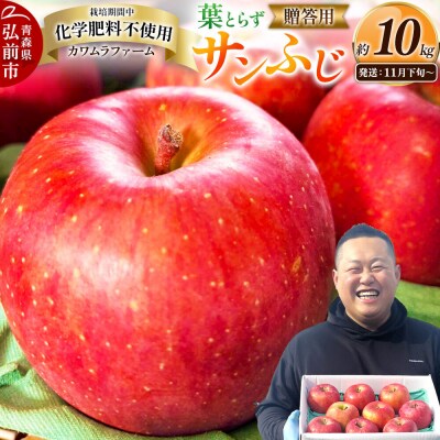 りんご 葉とらず サンふじ【贈答用】約10kg 先行受付|24_kmf-021001