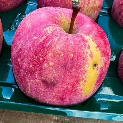 りんご 【訳あり】家庭用 三上農園 サンふじ 約3kg 3月発送|24_mkn-040301b