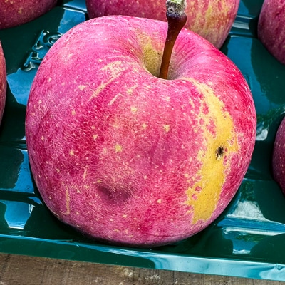 りんご 【訳あり】家庭用 三上農園 サンふじ 約5kg 3月発送|24_mkn-040501b