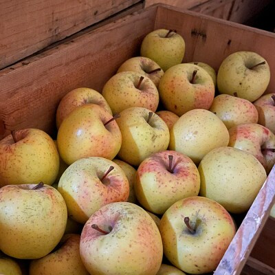 サンふじ&黄色りんご【家庭用】約5kg 小玉 詰め合わせ 森山ファーム|24_myf-020501b