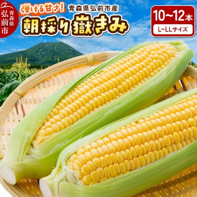 朝採り 嶽きみ(だけきみ)10本～12本入り L～LLサイズ|24_sns-010101