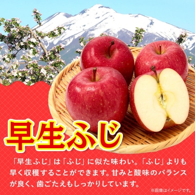【26年9月発送】りんご 早生ふじ【贈答用】約5kg|24_hkb-160501
