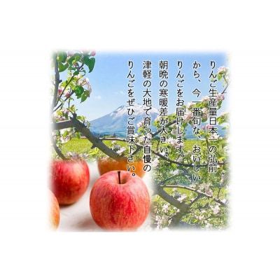 【26年12月下旬～発送】りんご サンふじ【贈答用】約10kg|24_bts-011001be