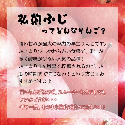 【26年10月中旬～発送】りんご 弘前ふじ【贈答用】約5kg|24_bts-020501bc