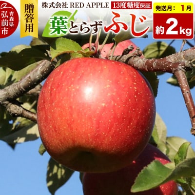 【27年1月発送】りんご 葉とらずふじ【贈答用】約2kg|24_rap-010201za