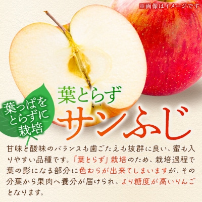 【26年12月発送】りんご 葉とらずサンふじ【特選】約10kg|24_tgn-111001