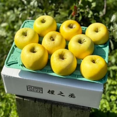 りんご シナノゴールド【家庭用】約3kg 權之丞 青森りんご|24_gnz-010301
