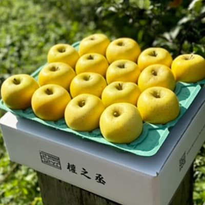 りんご シナノゴールド【家庭用】約5kg 權之丞 青森りんご|24_gnz-010501