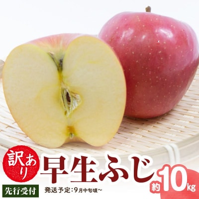 《先行受付》 訳あり 早生ふじ約10kg【2026年9月中旬頃～発送予定】 015-055