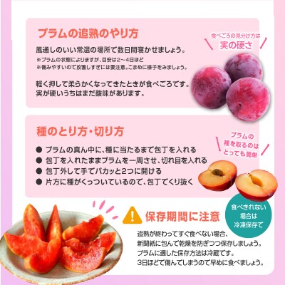 《先行受付》すもも「レイトソルダム」「太陽」約2kg 2～3L【8月中旬頃～発送予定】001-078