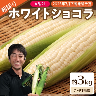 《先行受付》朝採りホワイトショコラ約3kg 【2025年7月下旬頃～発送予定】 027-003 