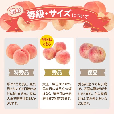 《先行受付》品種おまかせ 白桃 約5kg【秀以上】【2025年8月上旬頃～発送予定】 001-101