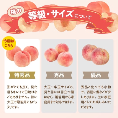 《先行受付》品種おまかせ 大玉白桃 約3kg 特秀【2025年8月上旬頃～発送予定】001-100
