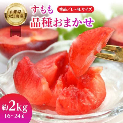 山形県大江町産 品種おまかせ すもも【2026年8月上旬～順次発送予定】 004-012