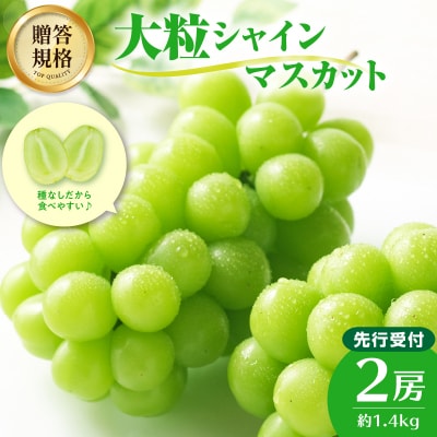 《先行受付》贈答規格シャインマスカット約1.4kg【2025年9月中旬頃～発送予定】 024-003