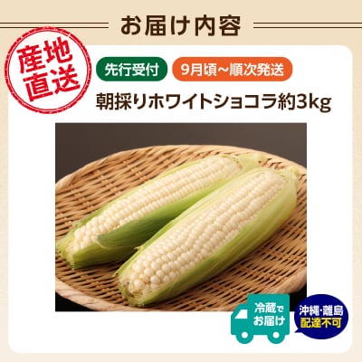 《先行受付》朝採りホワイトショコラ約3kg【2026年9月上旬～発送予定】 027-005