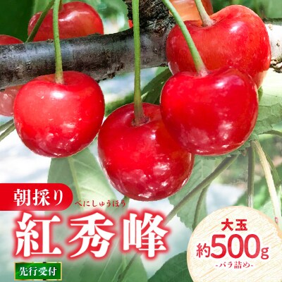 《先行受付》さくらんぼ 朝採り 大玉紅秀峰バラ 約500g【6月中旬以降順次発送予定】022-002