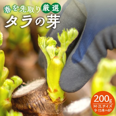 春を先取り♪厳選タラの芽 060-003