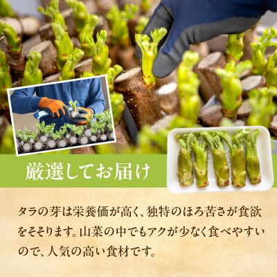 春を先取り♪厳選タラの芽 060-003