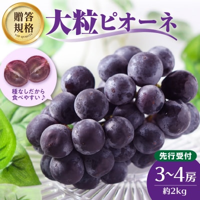 《先行受付》贈答規格 大粒ピオーネ  約2kg【2026年9月中旬頃～発送予定】 024-002