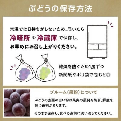 《先行受付》贈答規格 大粒ピオーネ  約2kg【2026年9月中旬頃～発送予定】 024-002