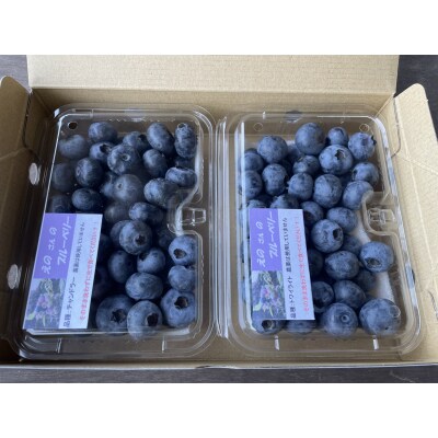 大粒ブルーベリー(500g) 栽培期間中農薬不使用【えのさんのブルーベリー園】_HA1356