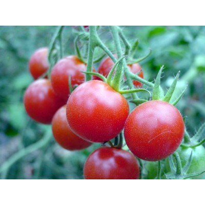 北海道野菜と果実のジュース72本セット(1本80ml)