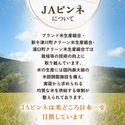 【先行予約 令和8年産】浦臼町産　ゆめぴりか(精米)10kg　特A　お米