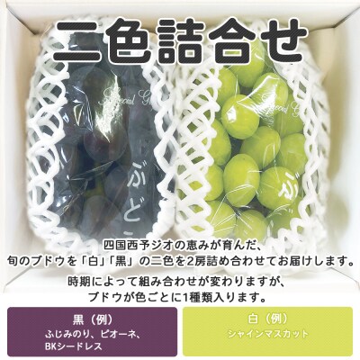 <旬のブドウ 西予市産 二色詰合せセット 約1kg>
