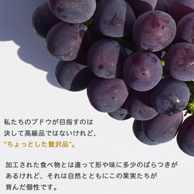 <旬のブドウ 西予市産 二色詰合せセット 約1kg>