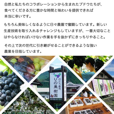 <旬のブドウ 西予市産 二色詰合せセット 約1kg>