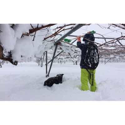 完全無添加・安心安全・こだわりの搾汁製法種あり巨峰ジュース300ml×4本セット[53710429]